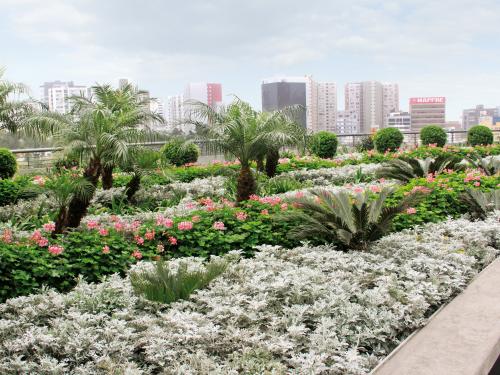 Roof garden with exotic plants